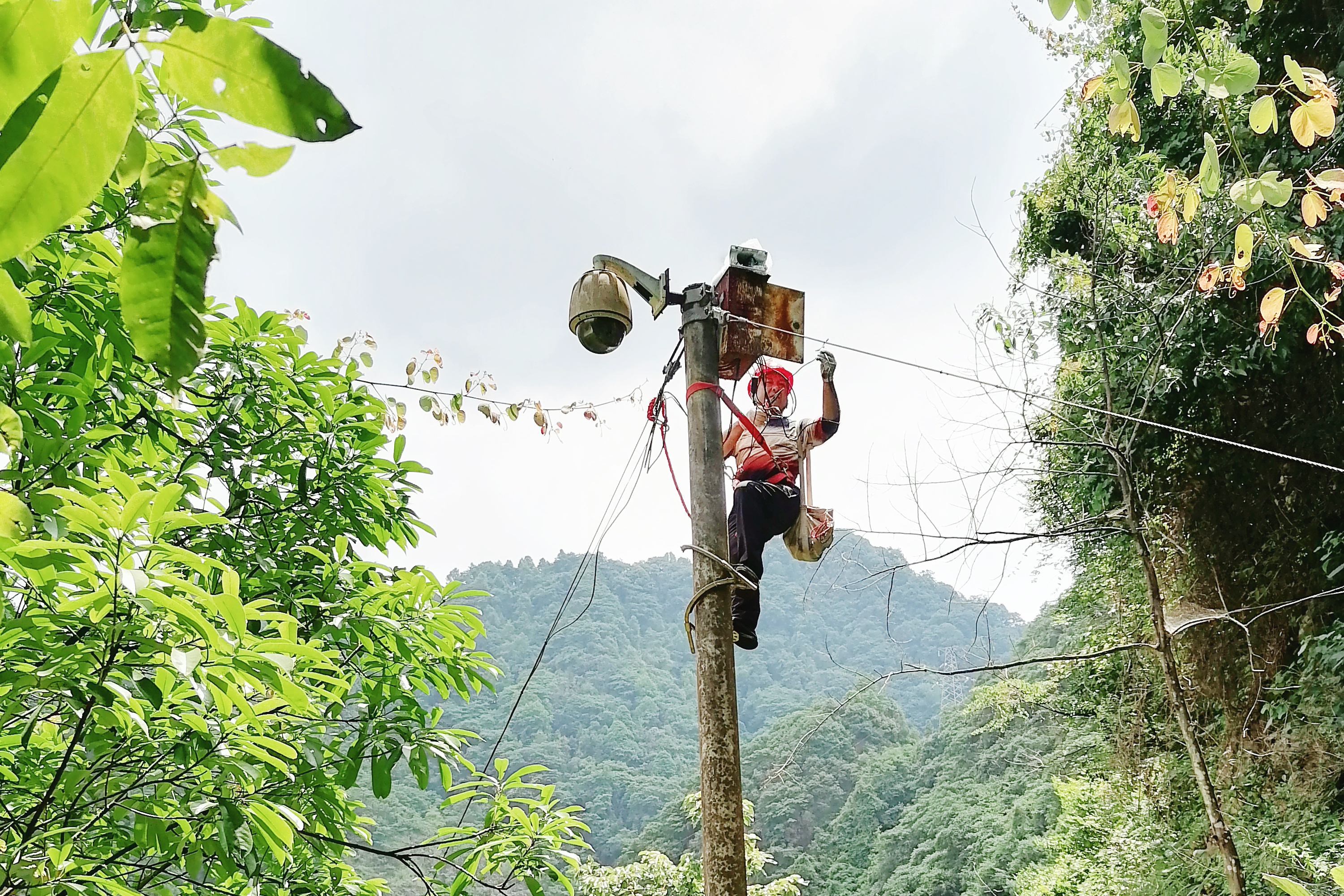 鸟儿巢.jpg 鸟儿巢.jpg
